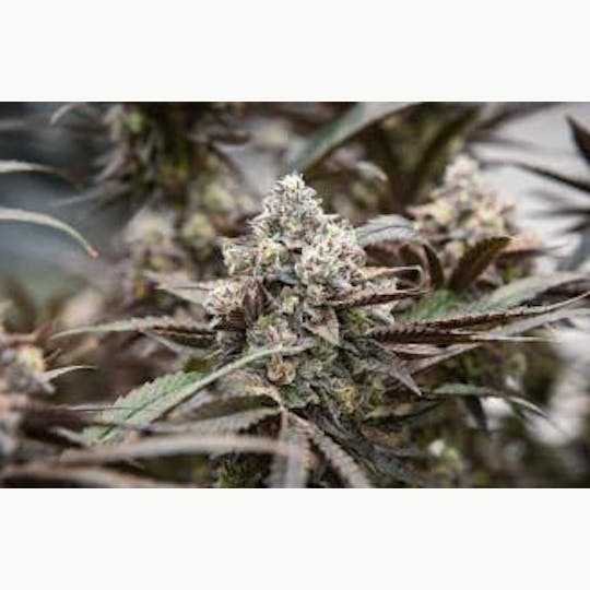 Mother Magnolia Cannabis Co - Mother Magnolia - Bulk Flower - Mendo Oranges - 1
