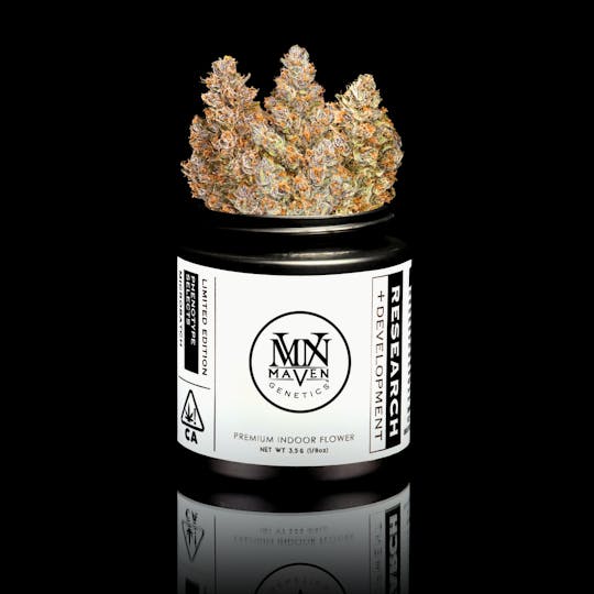 Maven Genetics - Sour Sangria x Blueberry ZKZ #7 - 1