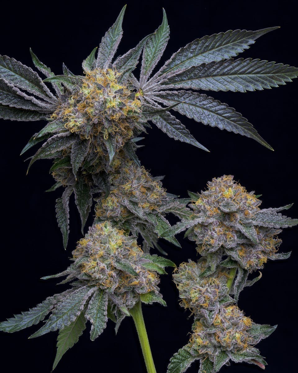 Ball Family Farms - Ball Family Farms - 10g Flower - Anti-Chad Larusso - 1