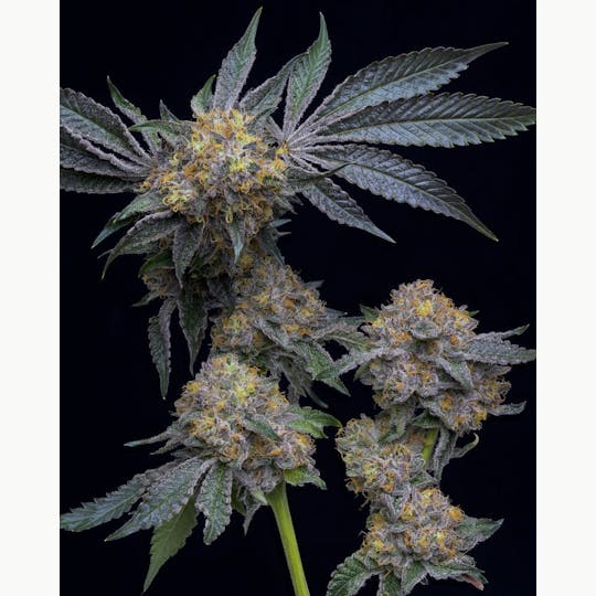 Ball Family Farms - Ball Family Farms - 10g Flower - Anti-Chad Larusso - 1