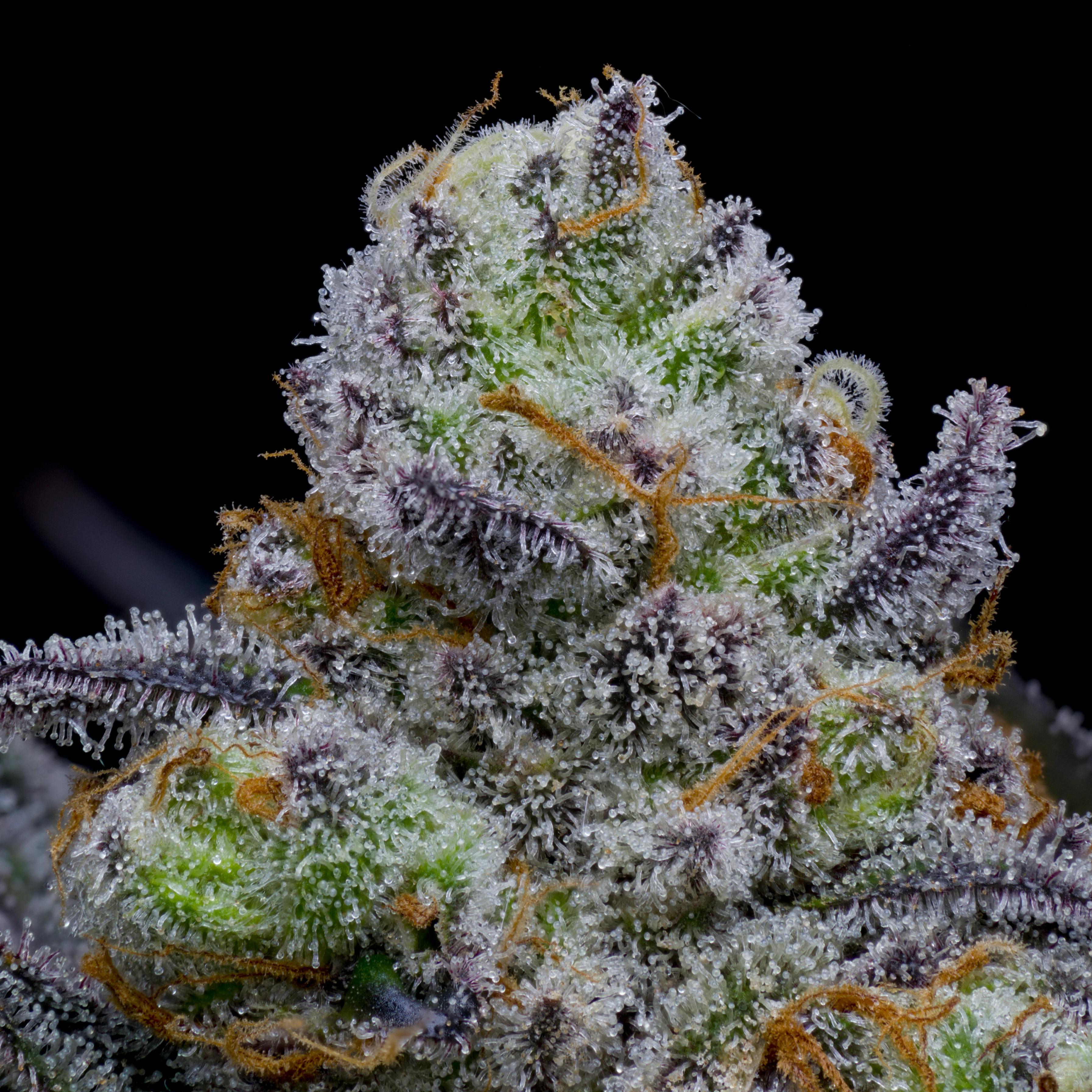 Ball Family Farms - Ball Family Farms - 4g Flower - Keisha - 1