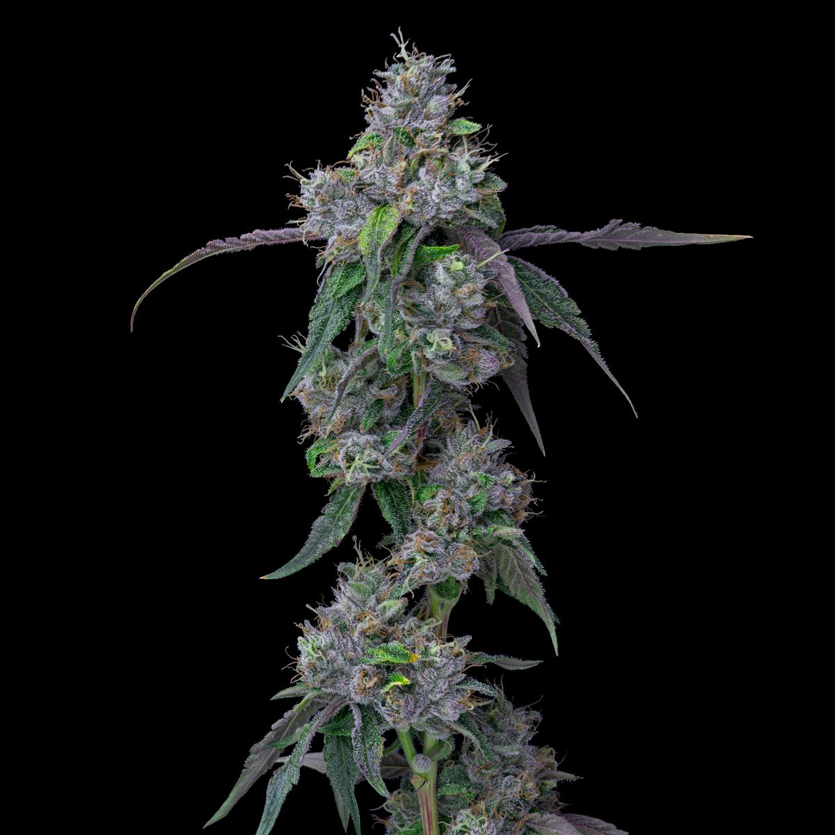 Ball Family Farms - Ball Family Farms - 1oz Flower - Sho'nuff - 1