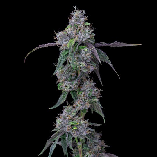 Ball Family Farms - Ball Family Farms - 1oz Flower - Sho'nuff - 1