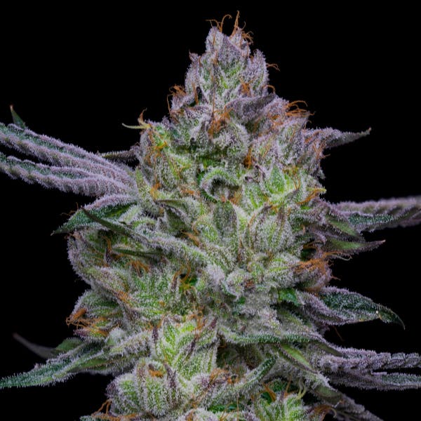 Ball Family Farms - Ball Family Farms - 4g Flower - Mrs. Parker - 1