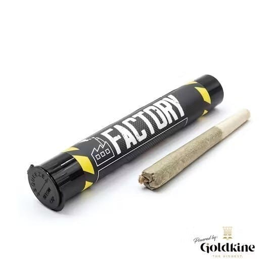 Goldkine - Factory 1G | Skunk 2 - 1