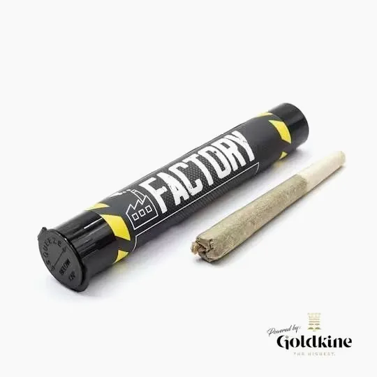 Goldkine - Factory 1G | Skunk 2 - 1