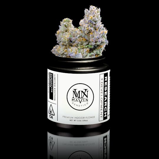 Maven Genetics - Honey Lemon Hibiscus x Orange Sapphire #28 - 1