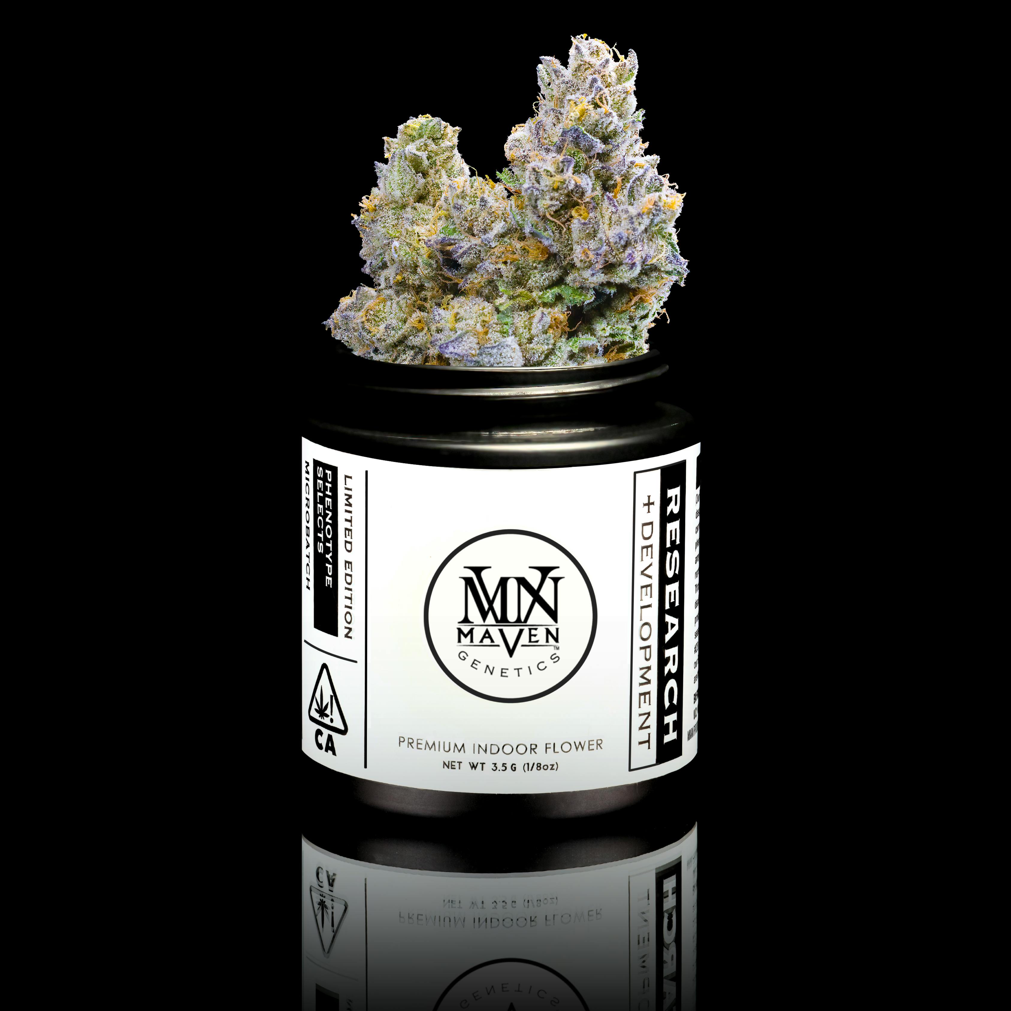 Honey Lemon Hibiscus x Orange Sapphire #28 - Maven Genetics