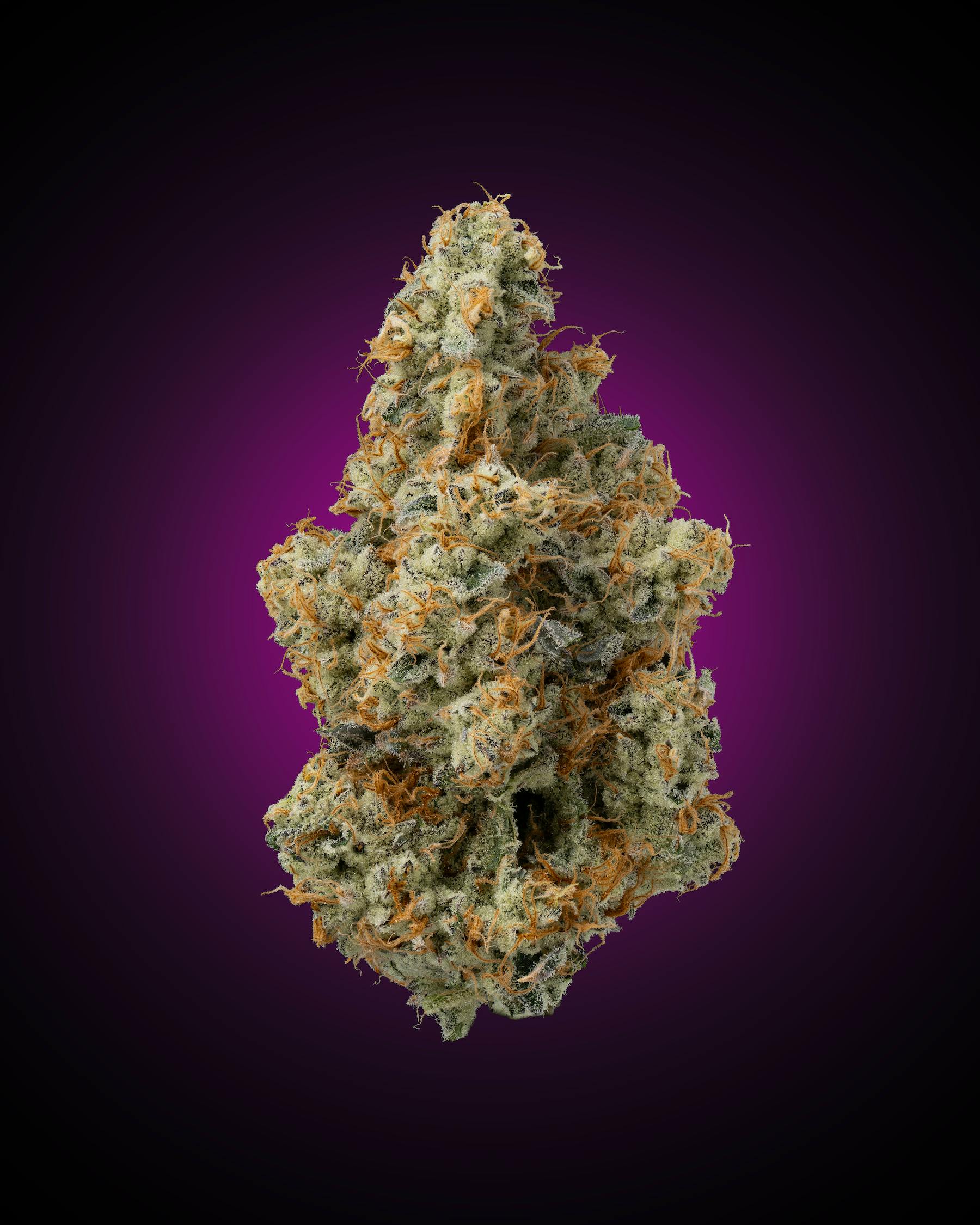 Faded Cannabis Company - Dante's Inferno - (Devil Driver x Oreoz) - 1