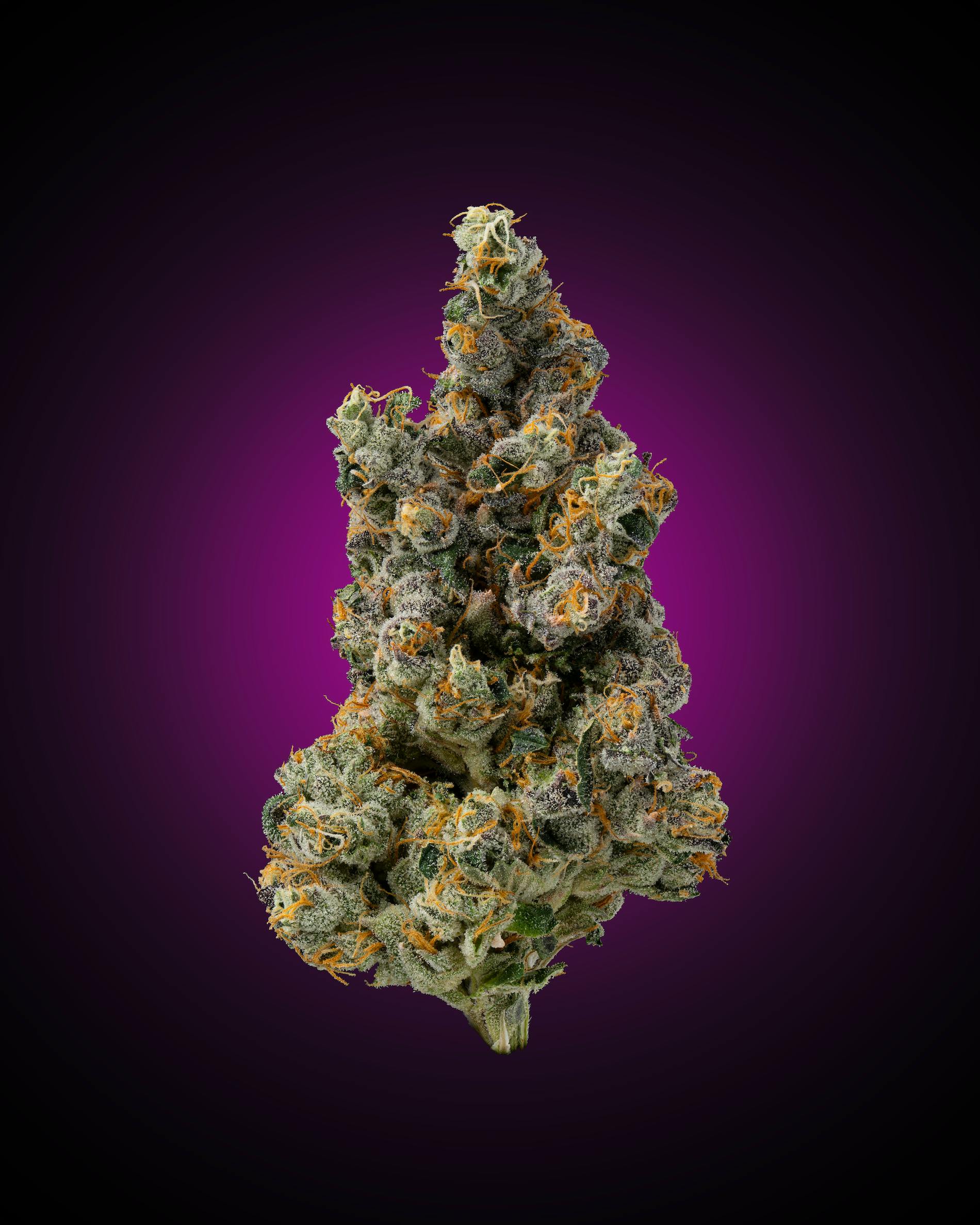 Faded Cannabis Company - Gas Face - (Face Mintz x Biscotti Sherbet) - 1