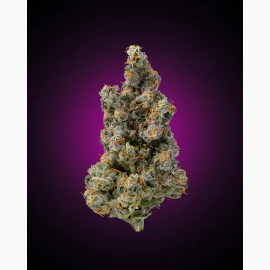 Faded Cannabis Company - Gas Face - (Face Mintz x Biscotti Sherbet) - 1