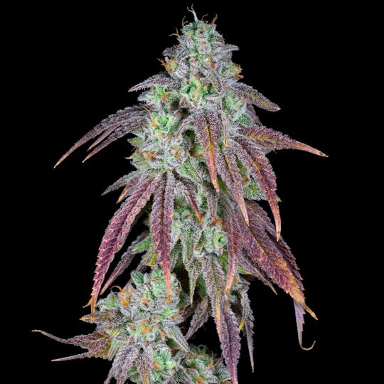 Wojo Co - Strawberry Candy - Bulk Flower - 1