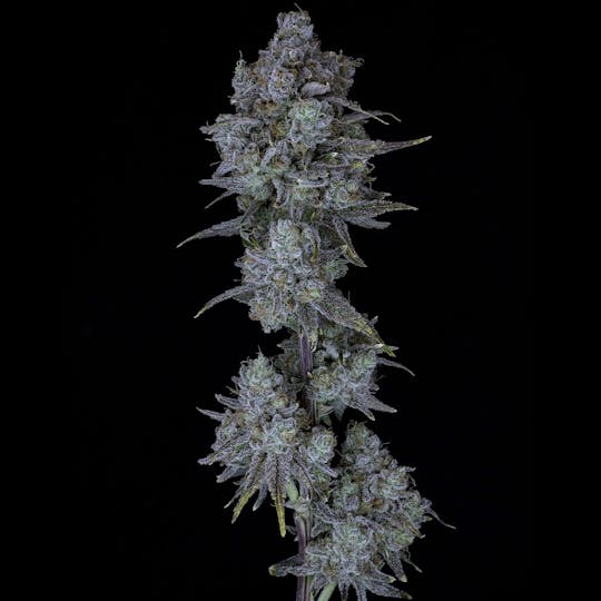 Wojo Co - Tropic Keys - Bulk Flower - 1