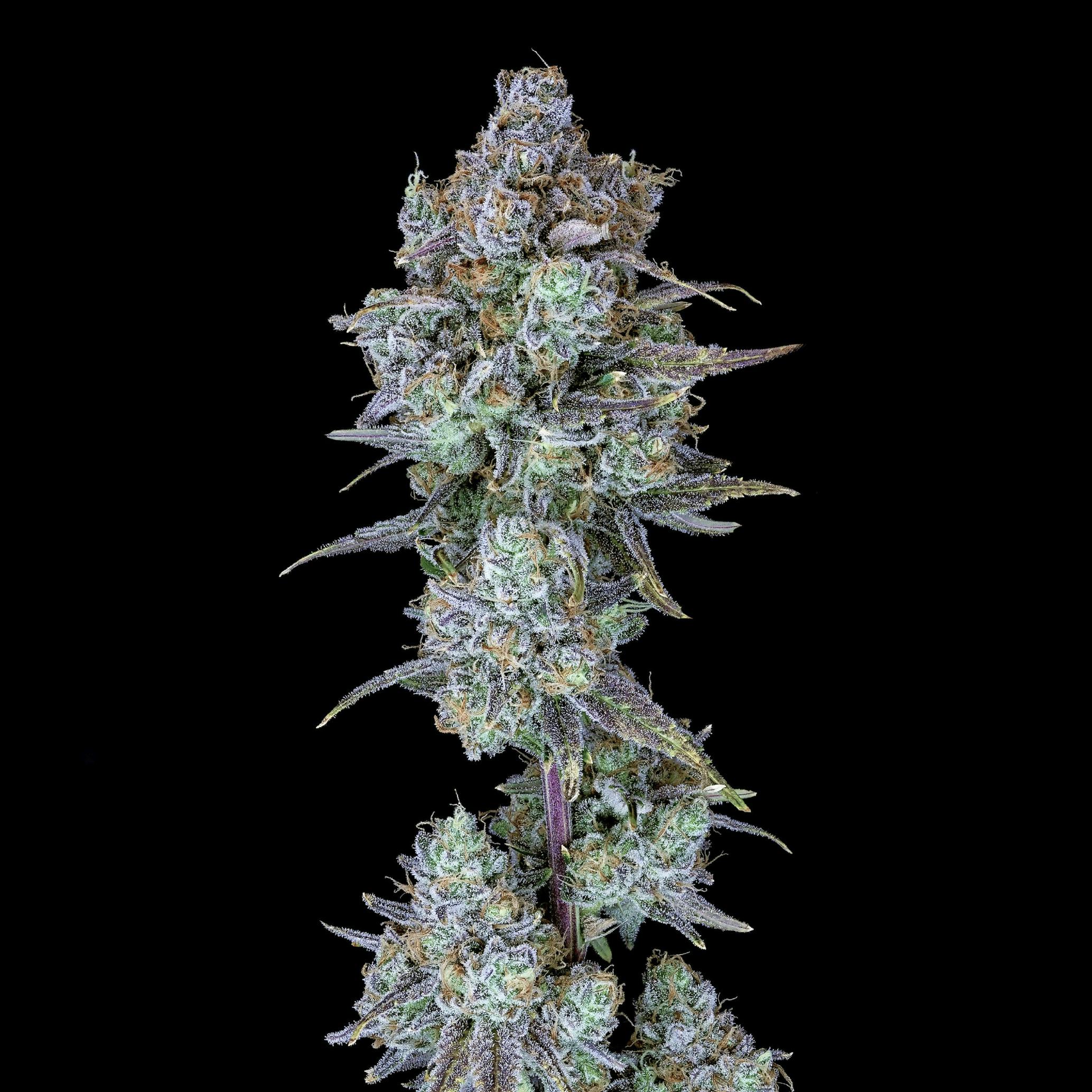 Wojo Co - Wojo Co | Tropic Keys - Bulk Flower - 1