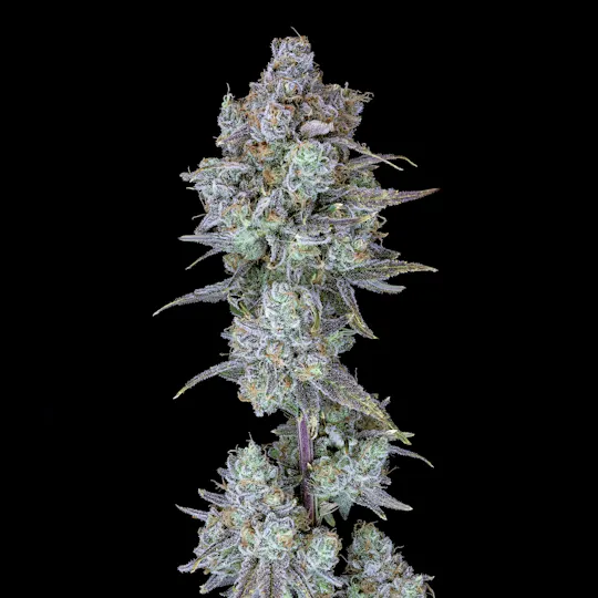 Wojo Co - Wojo Co | Tropic Keys - Bulk Flower - 1