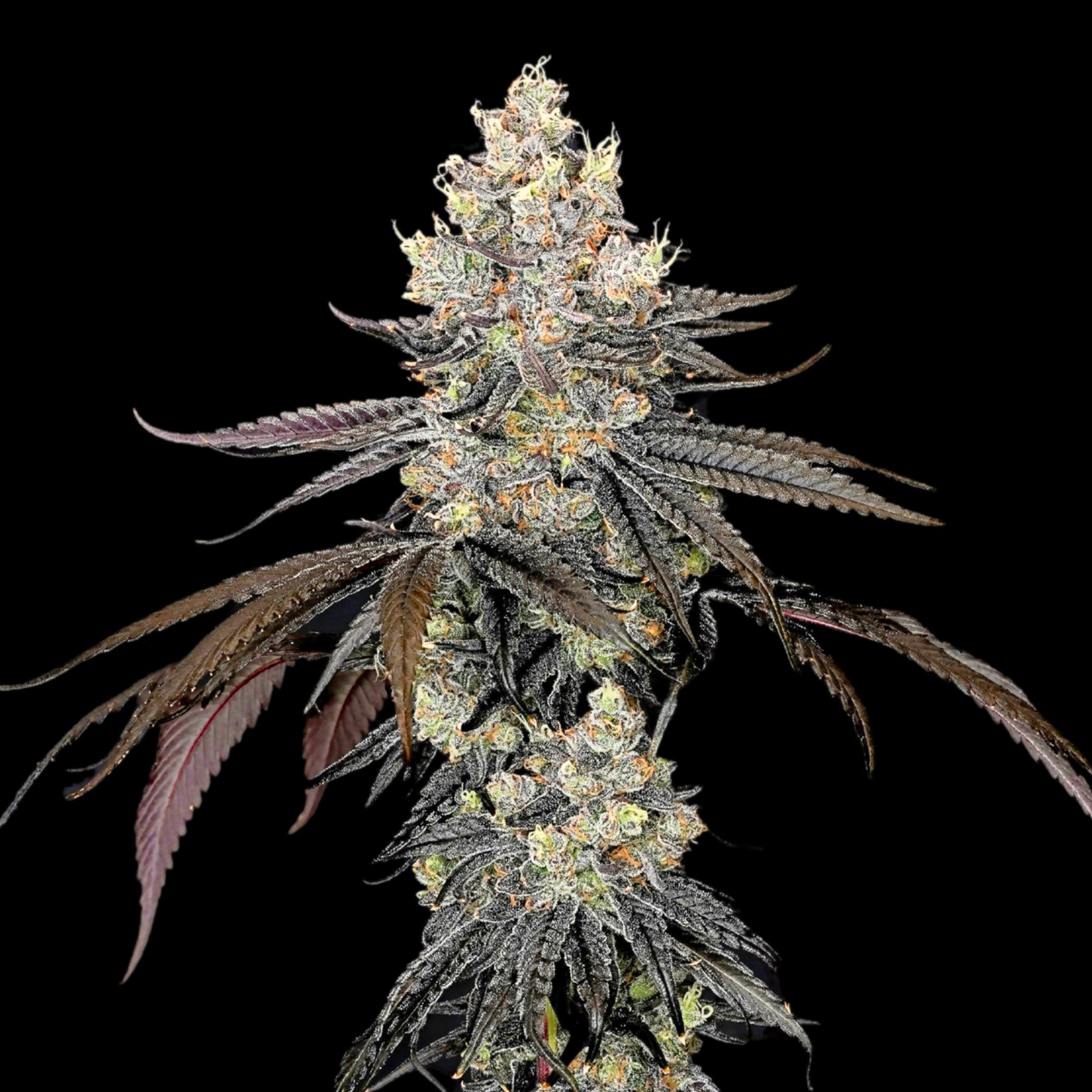 Wojo Co - Wojo Co | Caribbean Breeze - Bulk Flower - 1