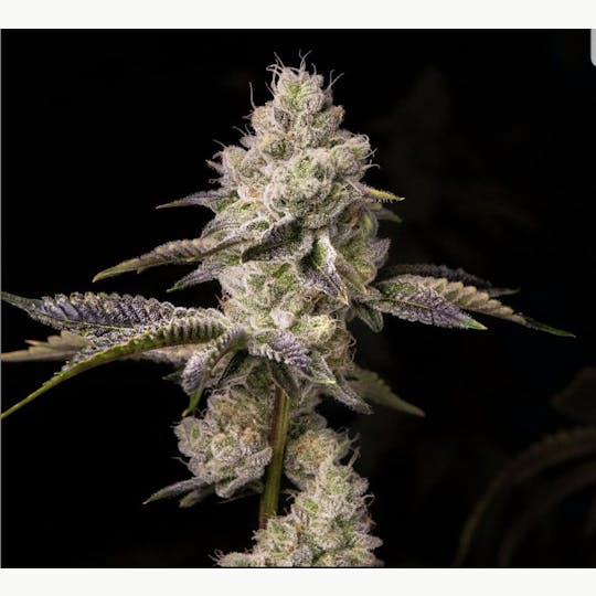 Wojo Co - Orange Cake - Bulk Flower - 1