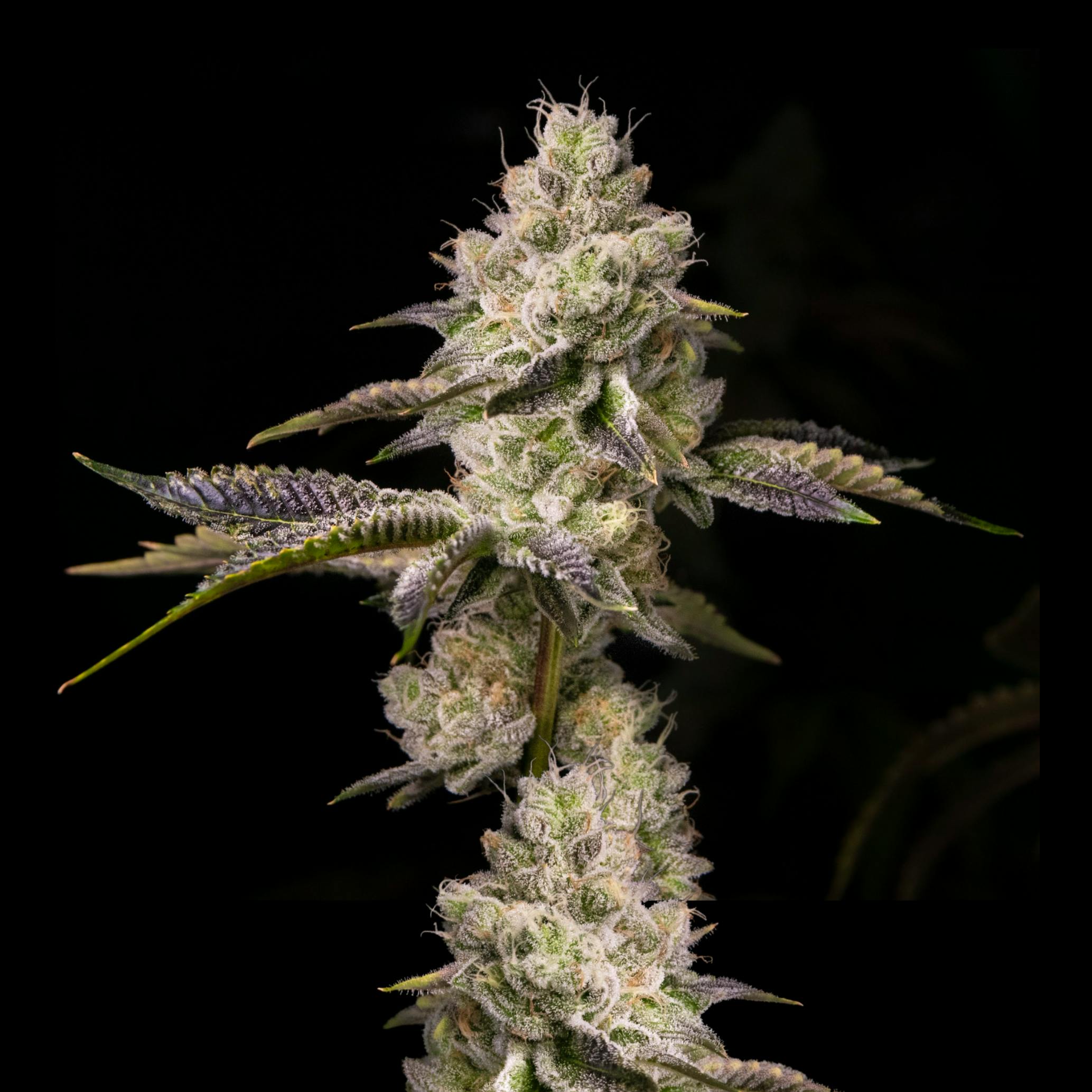 Wojo Co - Wojo Co | Orange Cake - Bulk Flower - 1