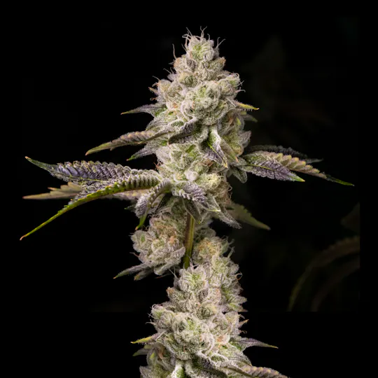 Wojo Co - Wojo Co | Orange Cake - Bulk Flower - 1