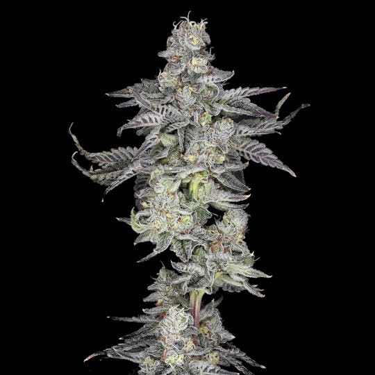 Wojo Co - Apple of my Eye - Bulk Flower - 1