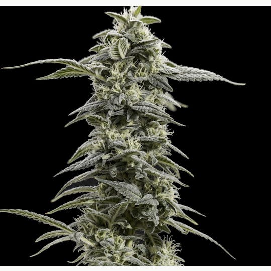 Wojo Co - Gushers N Cream - Bulk Flower - 1