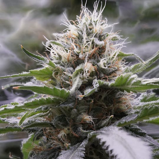Wojo Co - Bloom Smoothie - Bulk Flower - 1