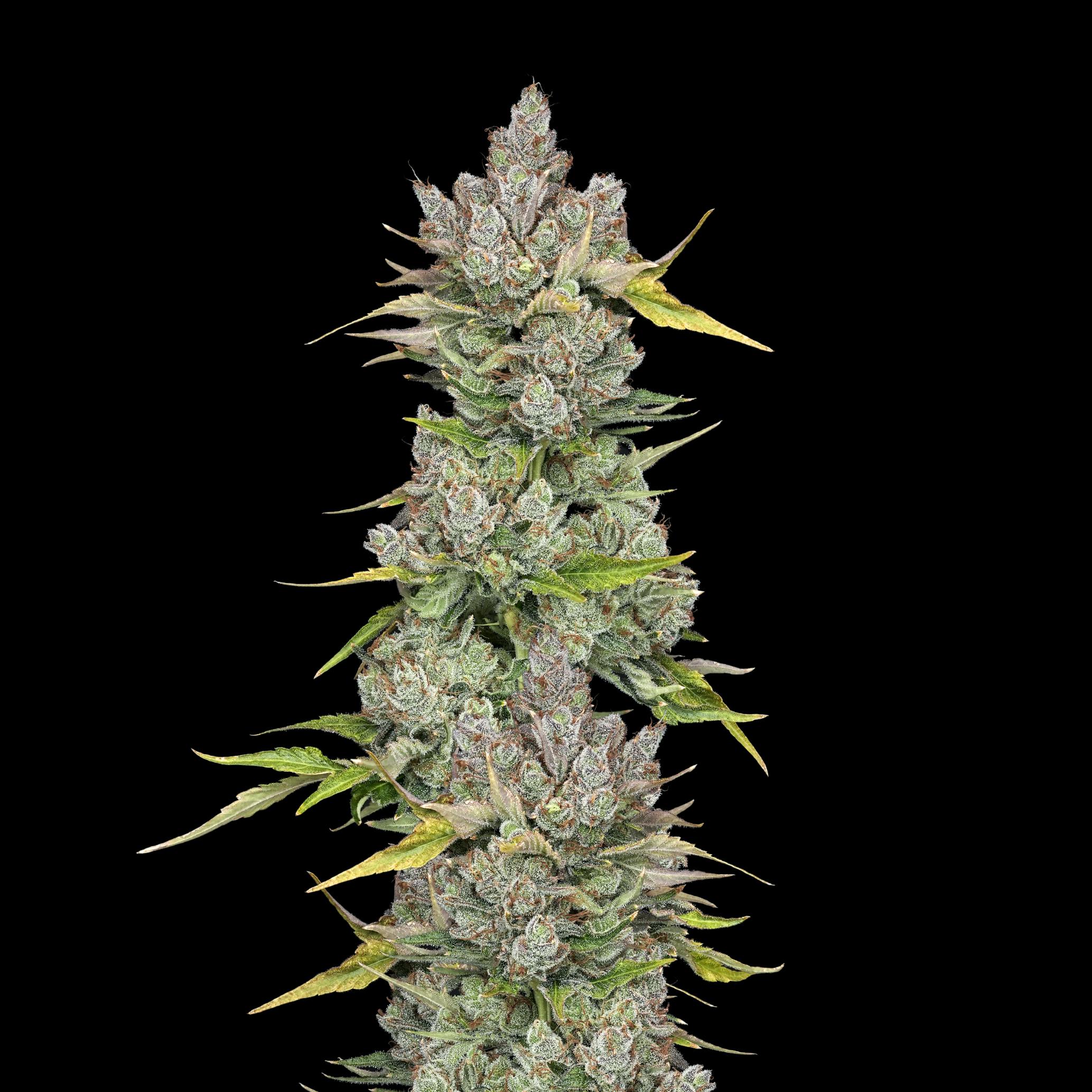 Wojo Co - Wojo Co | Bloom Smoothie - Bulk Flower - 1