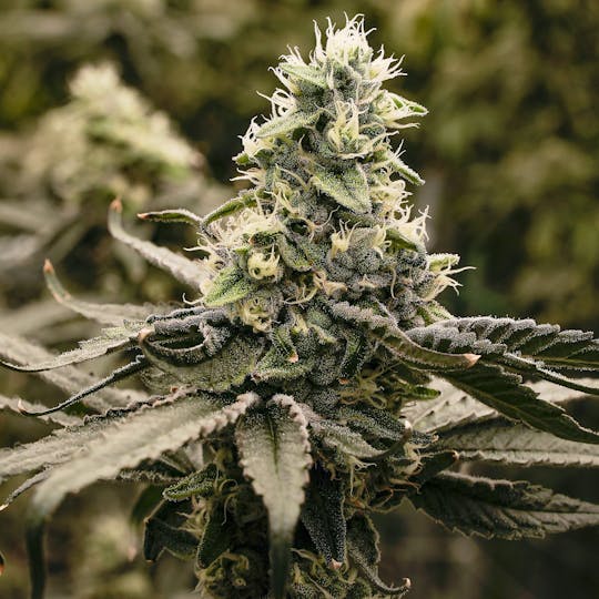 Wojo Co - Caribbean Breeze - 3.5g Prepackaged Eighth - 1