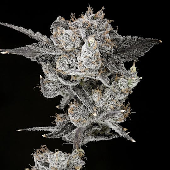 Wojo Co - Mega Mind - Bulk Flower - 1