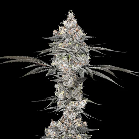 Wojo Co - Wojo Co | Mega Mind - Bulk Flower - 1