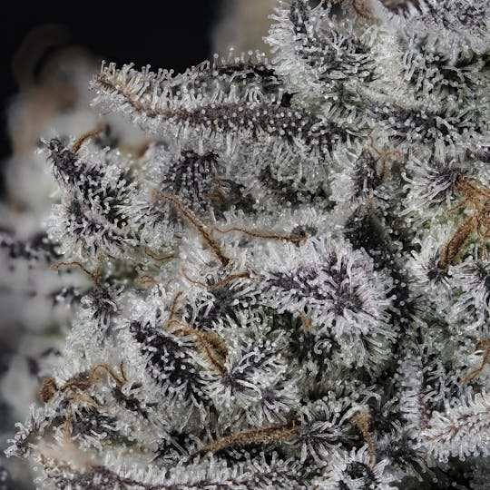 Wojo Co - Swagyu - Bulk Flower - 1