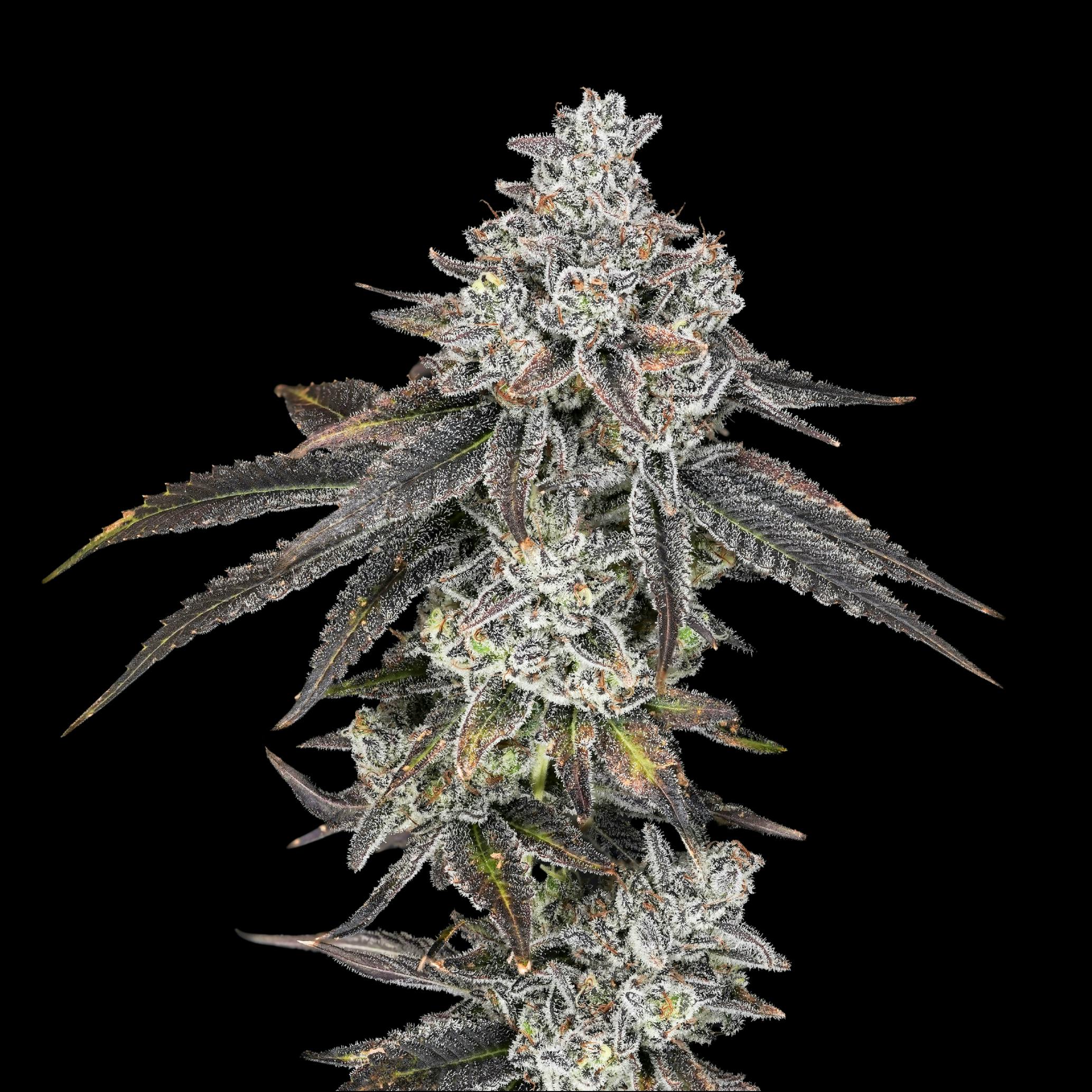 Wojo Co - Wojo Co | Swagyu - Bulk Flower - 1
