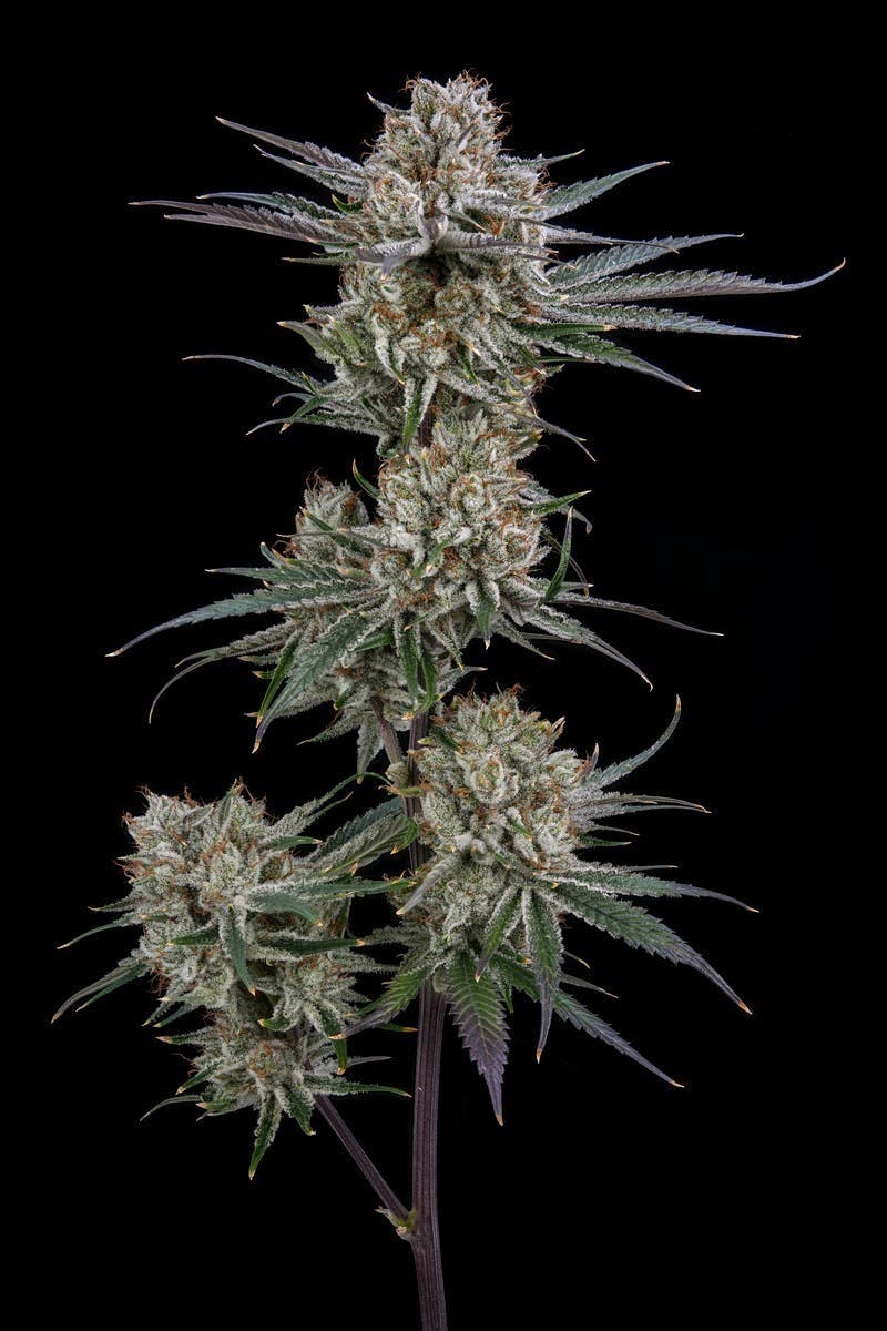 AETHER FIELDS - Aether Fields | 2998 Bubba | Big Buds | 3.5g - 1