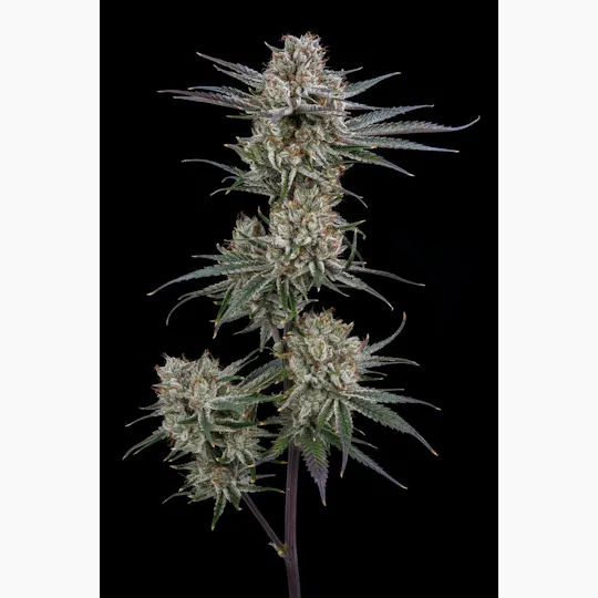 AETHER FIELDS - Aether Fields | 2998 Bubba | Big Buds | 3.5g - 1