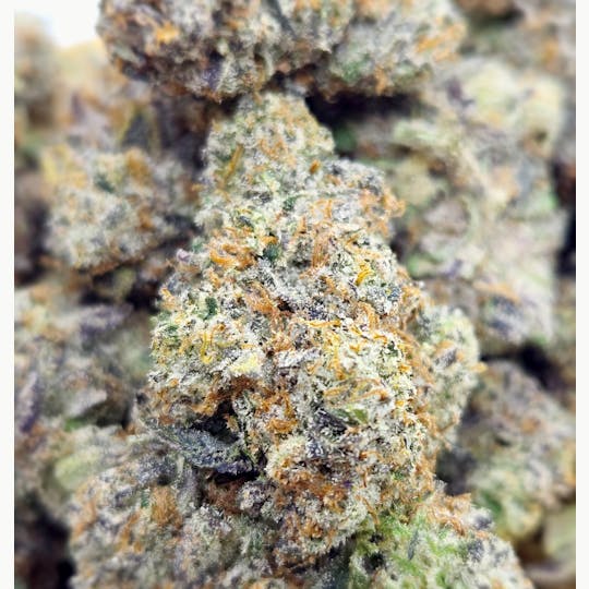 World Class Cannabis - Biskante - 1