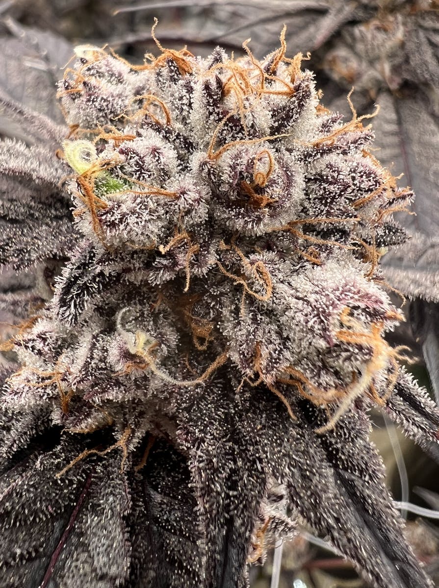 Inhale Brand - Garlic Icing - 1