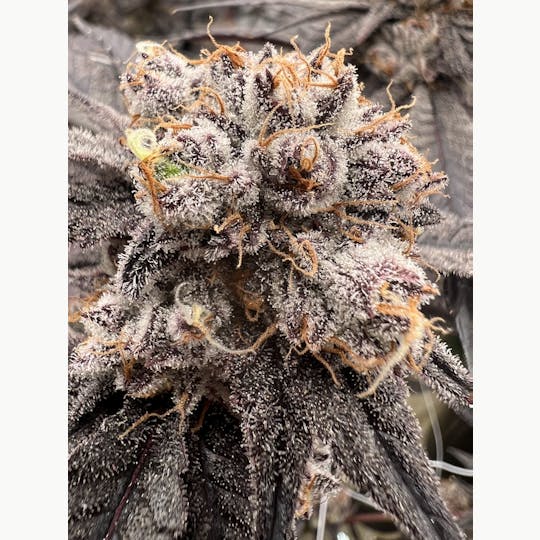 Inhale Brand - Garlic Icing - 1