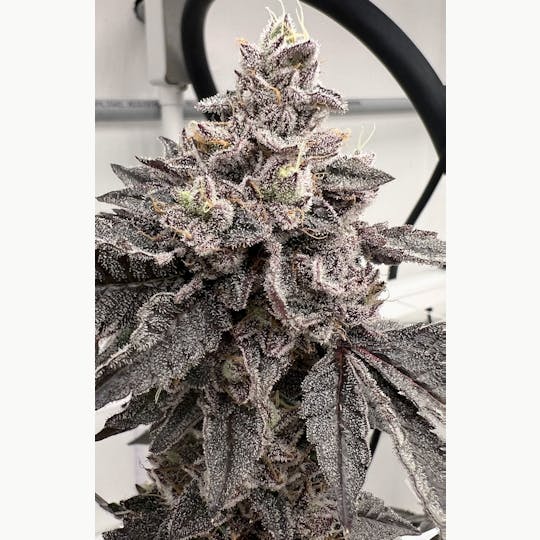 Inhale Brand - Sherb Cream Pie - 1