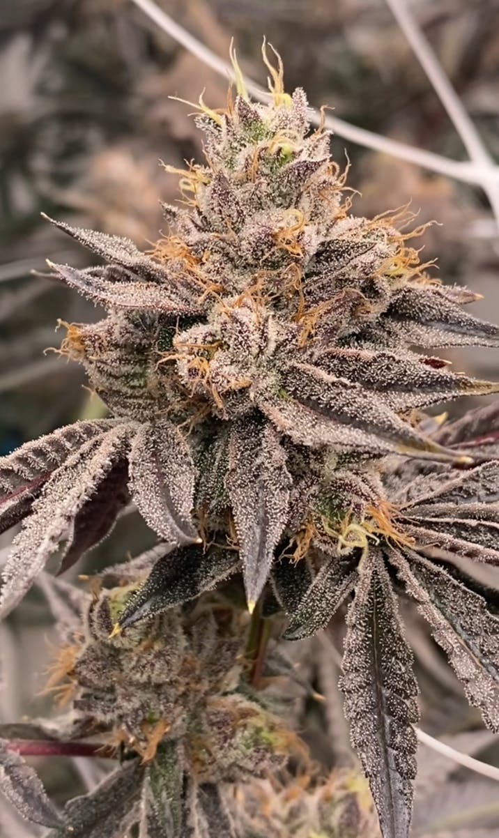 Inhale Brand - Blue Nerdz - 1