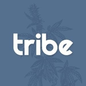 Tribe - Tribe | Hella Sour Cream | Live Sugar Baller | 7g - 1