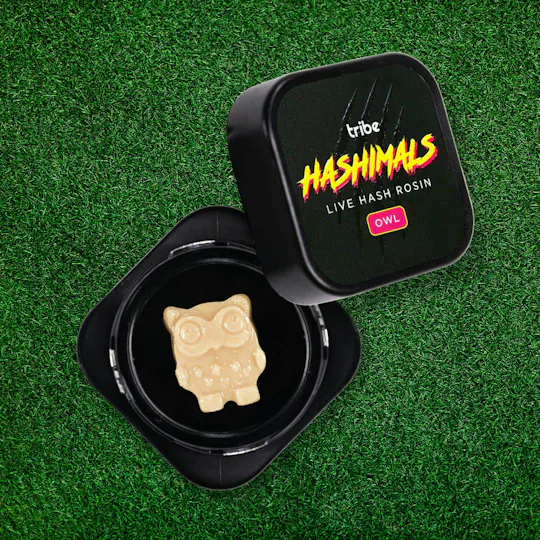 Tribe - Tribe | Tangie Jelly | Owl Hashimals | 1g - 1