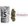5Boro Cannabis - 5Boro | Pomelo | Flower | 3.5G - 1