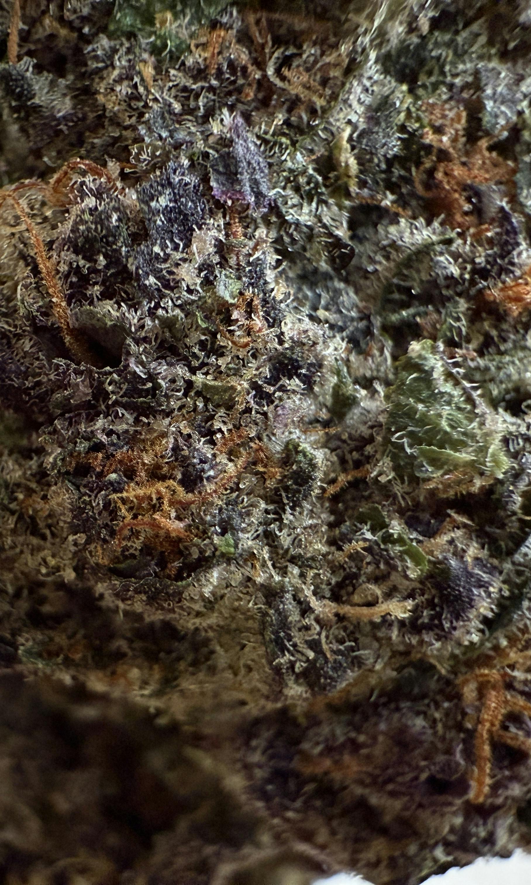 Nu Cannabis Brand - NuCannabis - Halle Berry 14g - PREMIUM INDOOR FLOWERS - 1