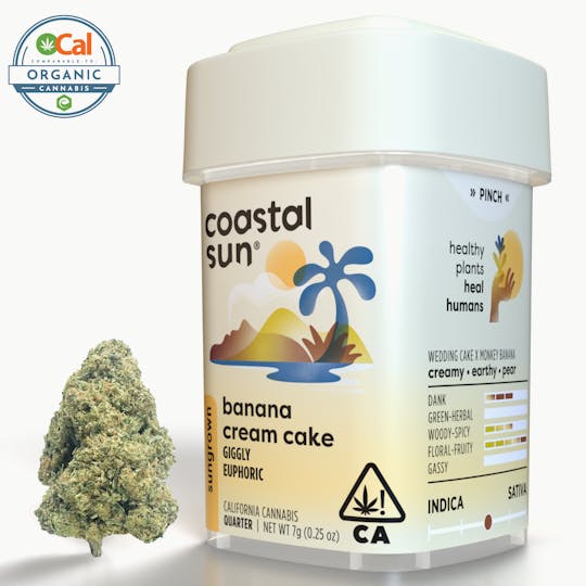 Coastal Sun - Banana Cream Cake Sungrown Flower 7g - 1