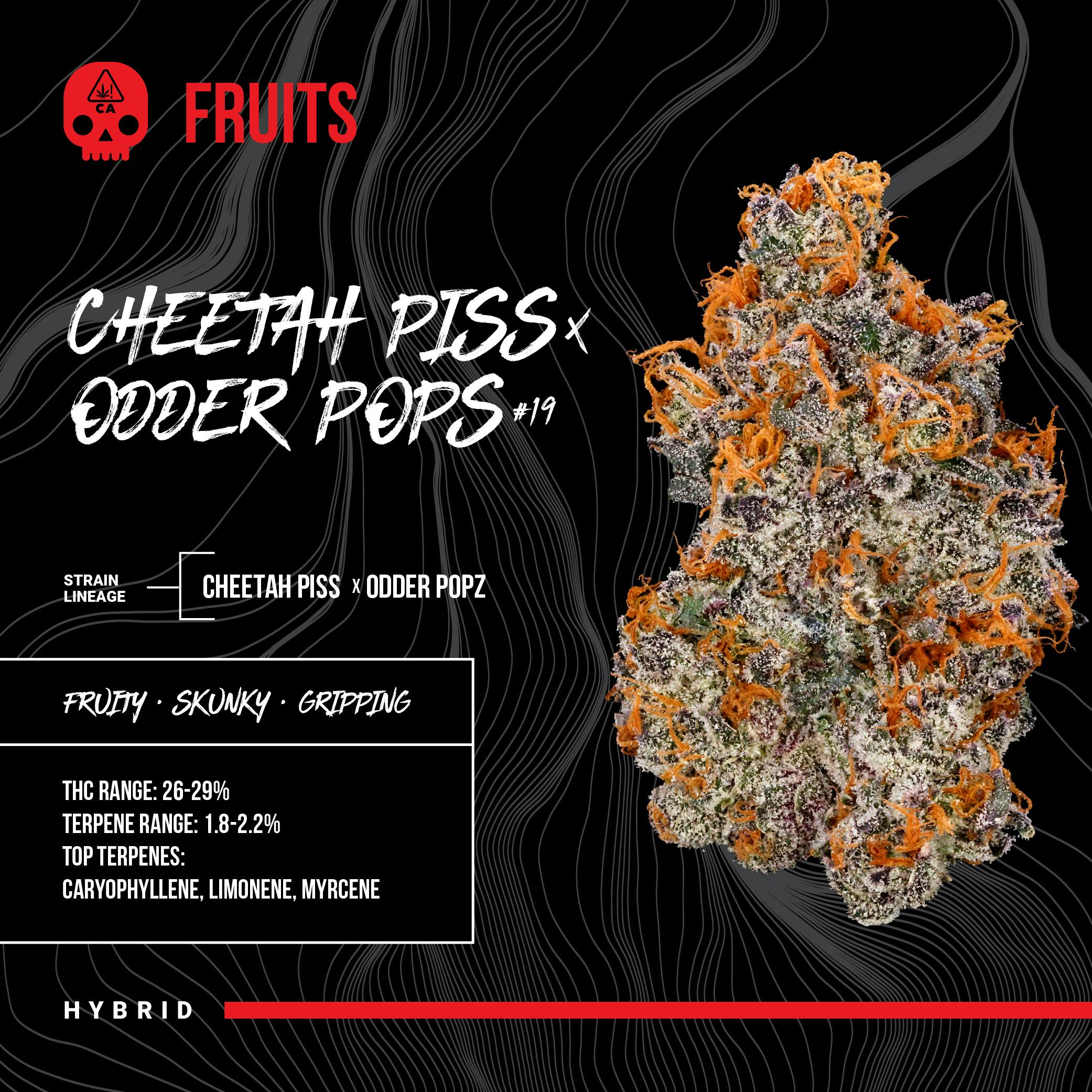 Bosky Genetics - BOSKY | Cheetah Piss x Odder Pops #19 | Big Buds | 14g - 1