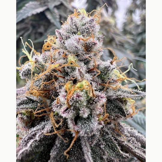 The Laughing Goat - SACRED ASH 1 G PRE ROLL - 1