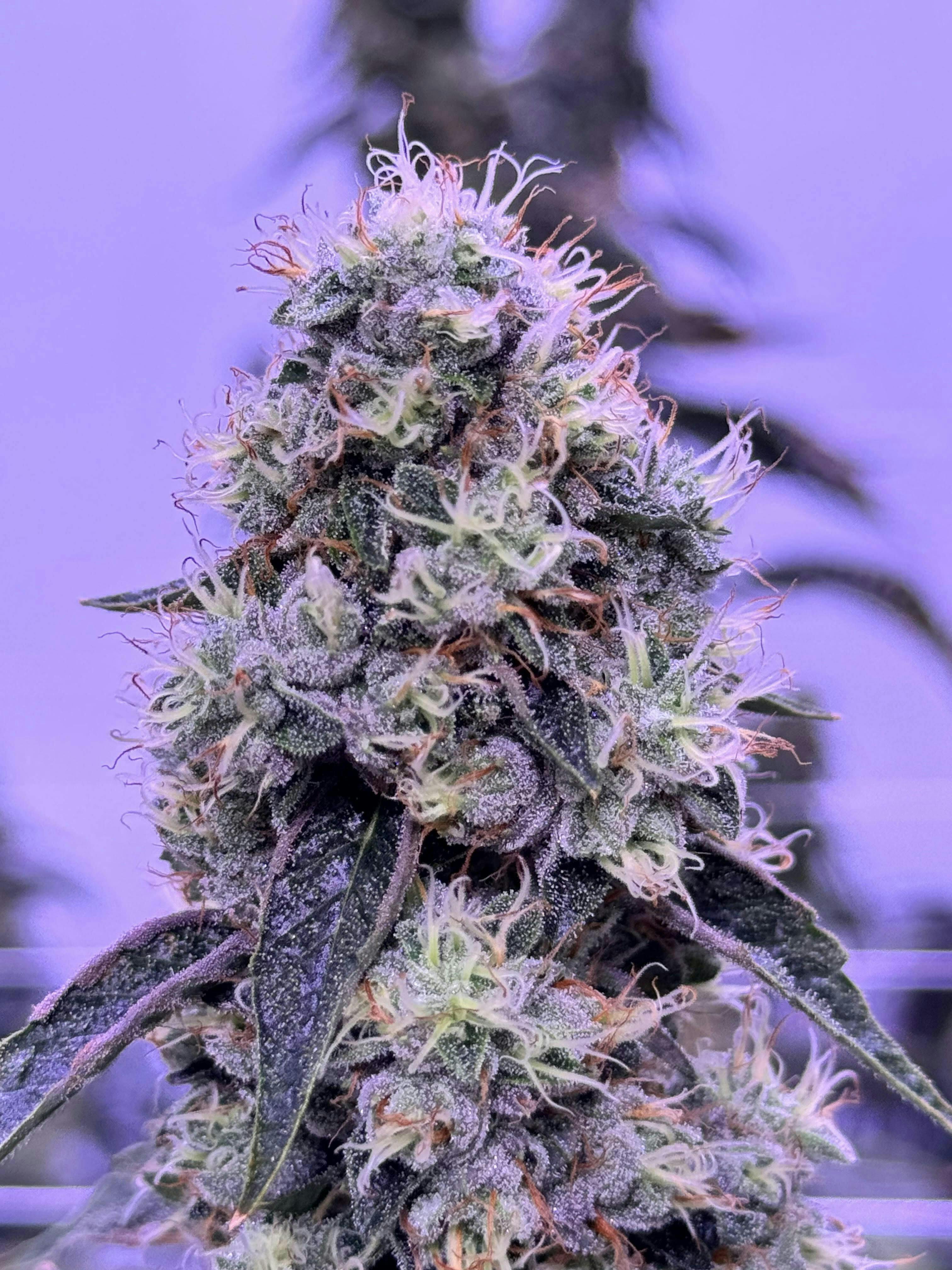 Sticky Status - Sticky Status | Diamond Cut Og | Big Buds | 3.5g - 1