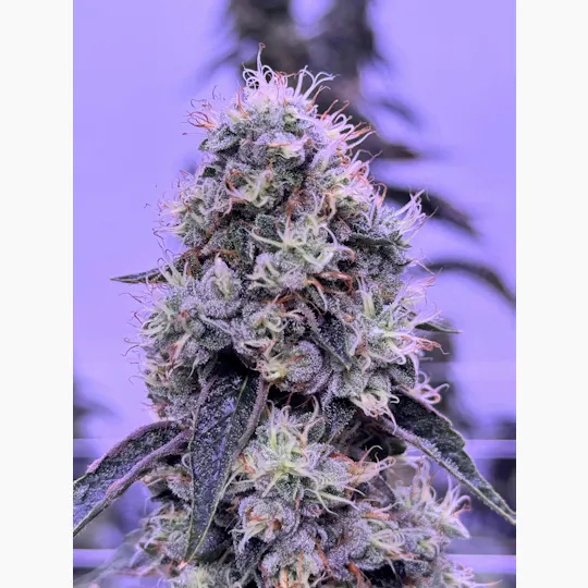 Sticky Status - Sticky Status | Diamond Cut Og | Big Buds | 3.5g - 1