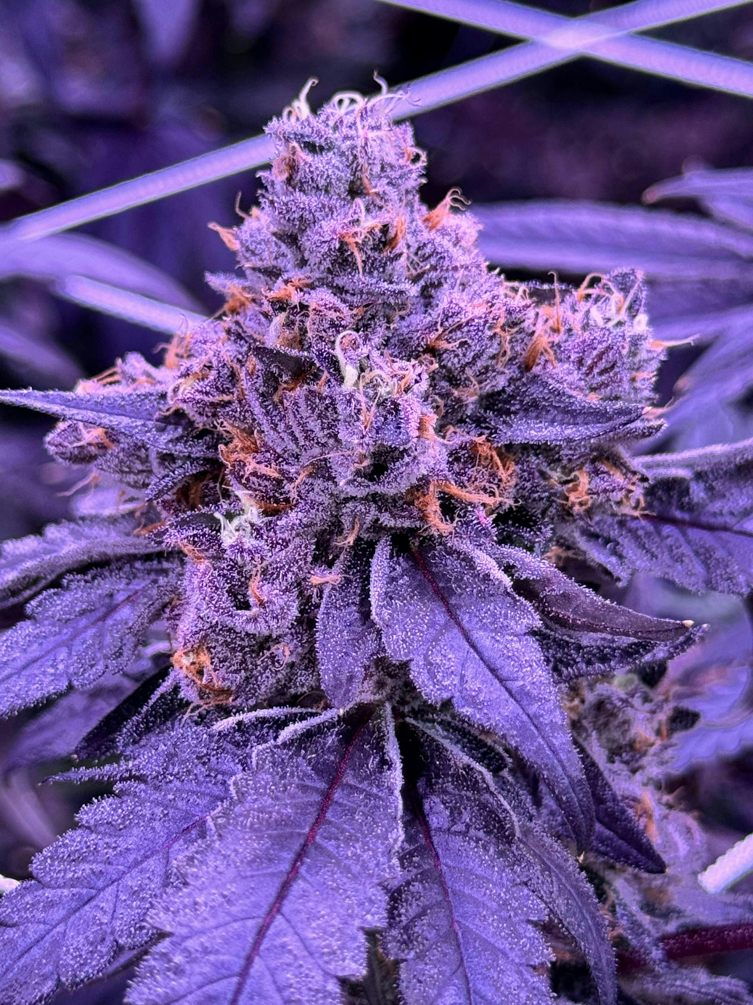 Sticky Status - Sticky Status | Cherry Float | Big Buds | 3.5g - 1