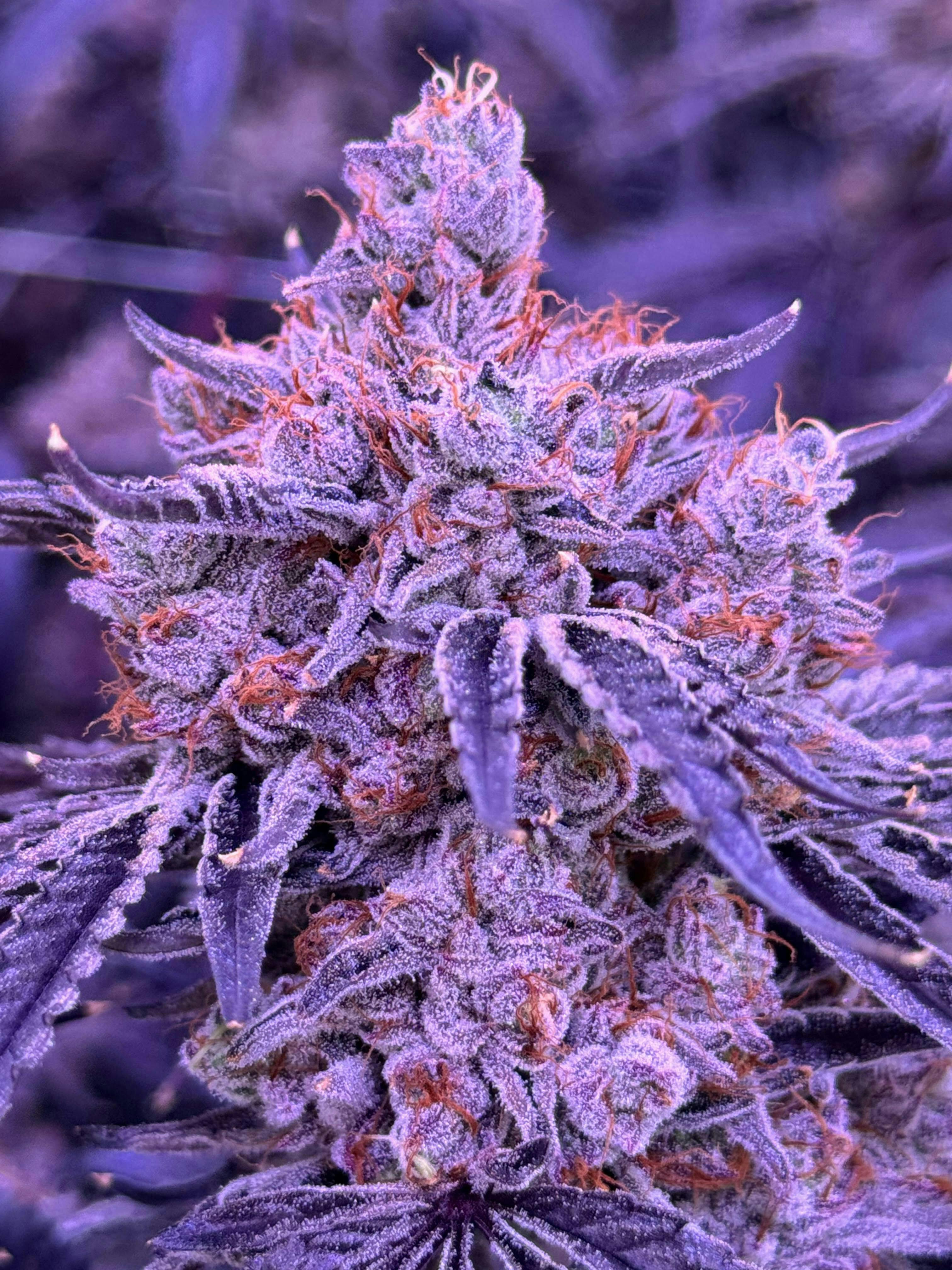 Sticky Status - Sticky Status | Lemon Cherry Blossom | Big Buds | 3.5g - 1